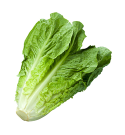 romaine