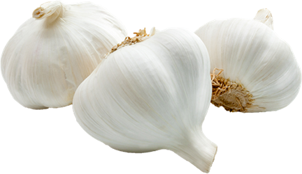 garlic