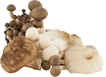 mixed mushrooms