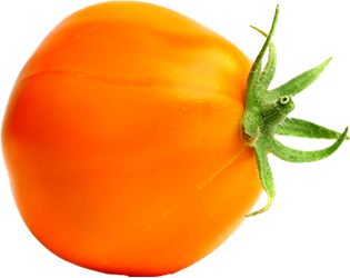 orange tomato