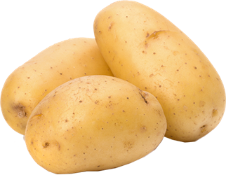 yukon gold potato