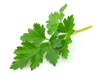 fresh flat leaf parsley