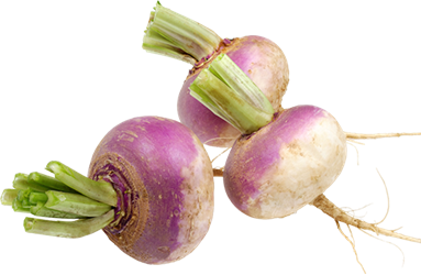 turnip