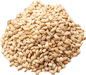 quick cooking barley